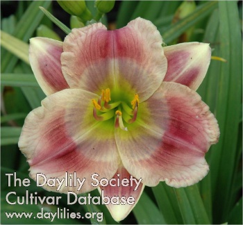 Daylily Circle of Whimsy